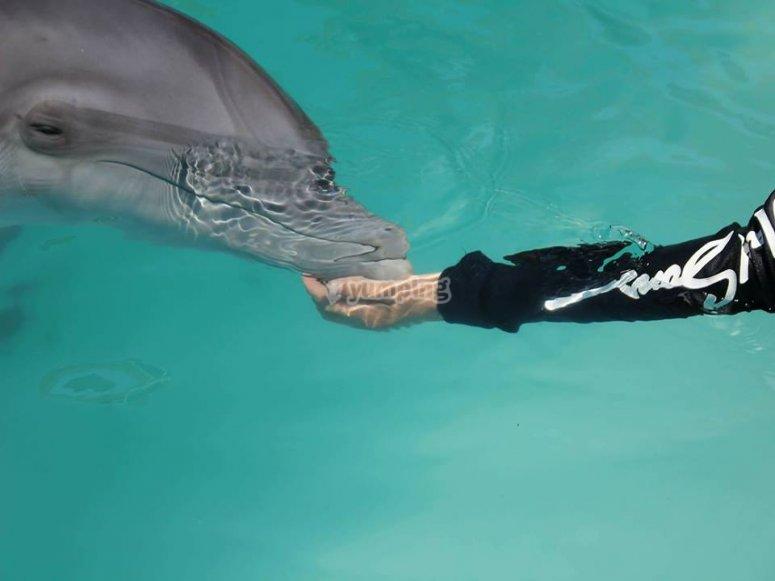 Dolphins Nigth Concierto benefico Dolphins Nigth Concierto benefico